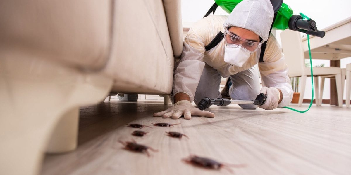 Can-Termites-Come-Back-After-Treatment-scaled-1200x600